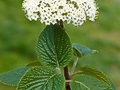 Viburnum lantana IMG_9359 Kalina hordowina